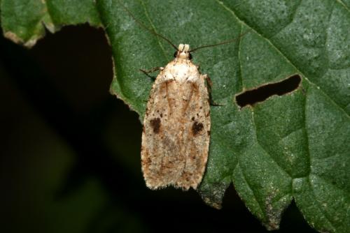 Réf. 186 443 : Agonopterix sp.